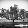 Une des œuvres exposées : photo noir et blanc d’un arbre totalement entouré d’eau.