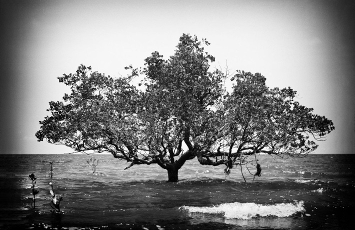 Une des œuvres exposées : photo noir et blanc d’un arbre totalement entouré d’eau.